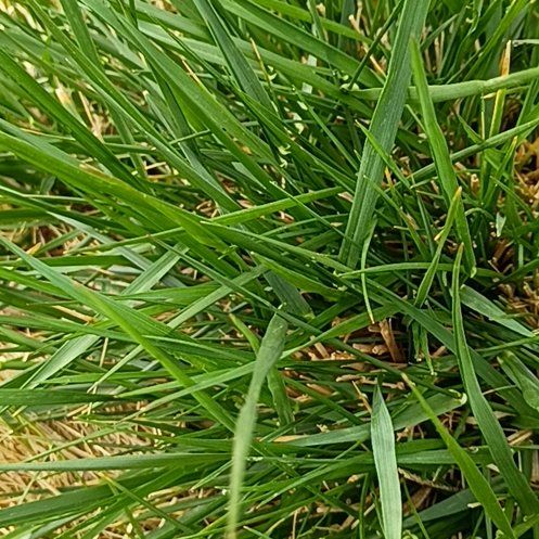 Photo of the plant species Smooth Meadowgrass by @ValidApple75 named Daphne on Greg, the plant care app