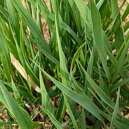Photo of the plant species Reed Canarygrass by @ValidApple75 named Harper on Greg, the plant care app