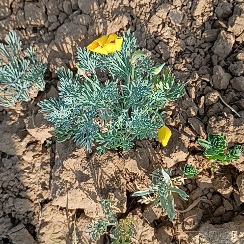 Photo of the plant species California Poppy by @ValidApple75 named Naomi on Greg, the plant care app