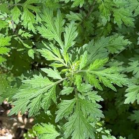 Photo of the plant species Naughty Man by @LovingLime49 named Ulysses S Plant on Greg, the plant care app