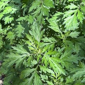 Photo of the plant species Naughty Man by @LovingLime49 named Madonna on Greg, the plant care app