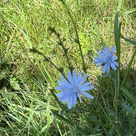 Photo of the plant species Chickory by @LovingLime49 named Kendall on Greg, the plant care app