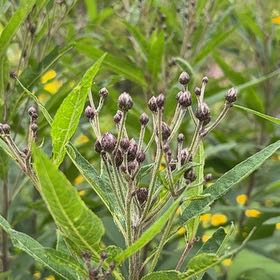 Photo of the plant species New York Ironweed by @LovingLime49 named Aristotle on Greg, the plant care app