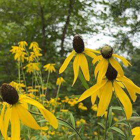 Photo of the plant species Coneflower by @LovingLime49 named Cleopatra on Greg, the plant care app