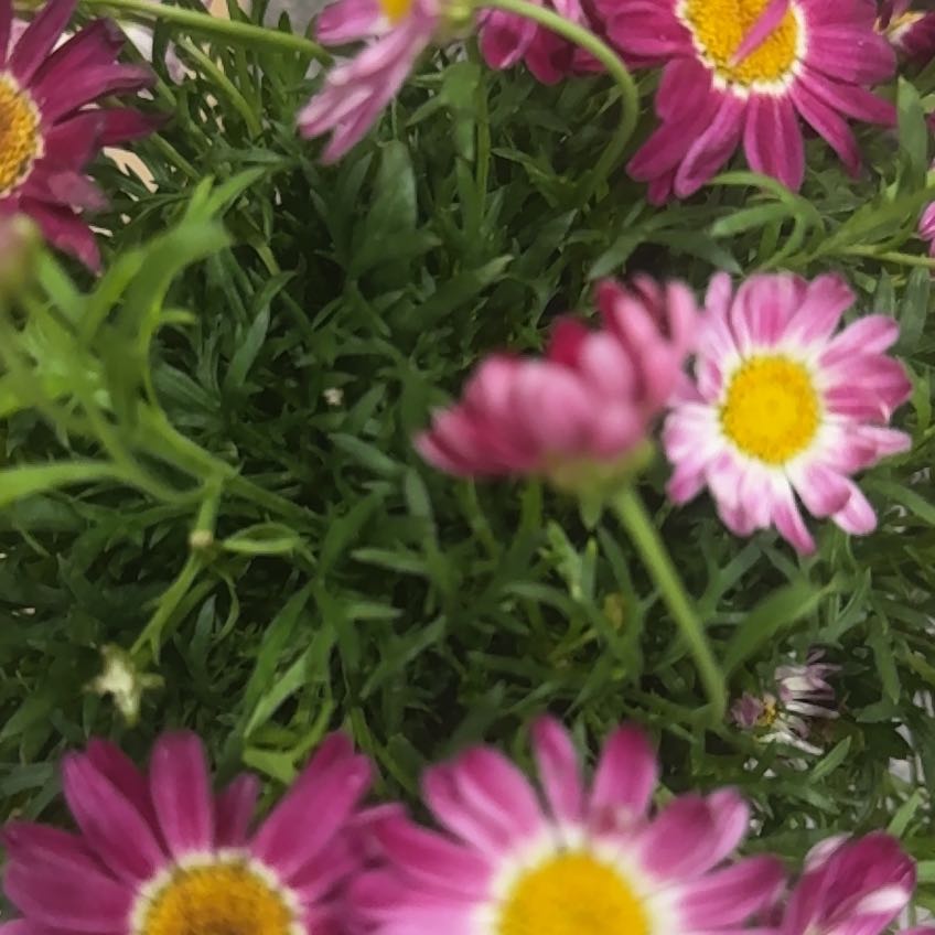 Photo of the plant species Calibrachoa 'Red' by @FreeRye14 named Surya on Greg, the plant care app
