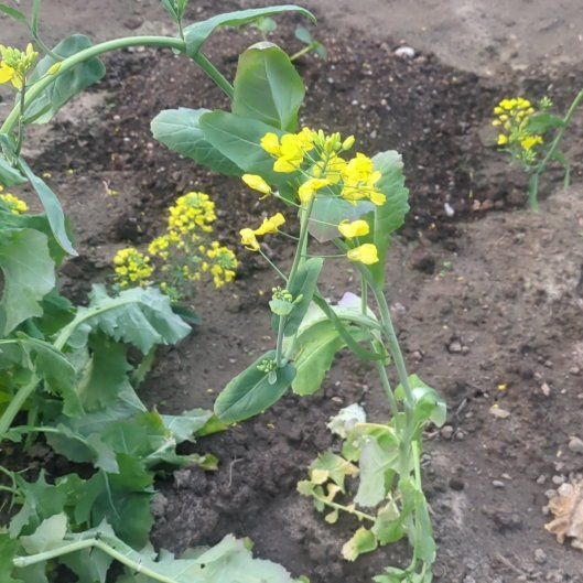 Photo of the plant species Rutabaga by @BuoyantLippia78 named Tolkien on Greg, the plant care app