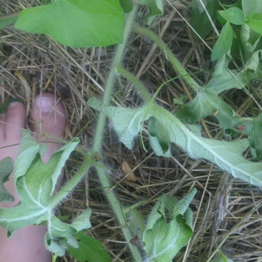 Photo of the plant species Cretan Bryony by @BuoyantLippia78 named Coco on Greg, the plant care app