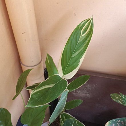 Photo of the plant species Araruta by @StandupCorrea94 named Kobe on Greg, the plant care app