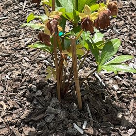 Photo of the plant species Green Hellebore by @WinRedmint89 named Duke on Greg, the plant care app