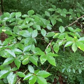 Photo of the plant species American Beech by @DecisivePurei named Achilles on Greg, the plant care app