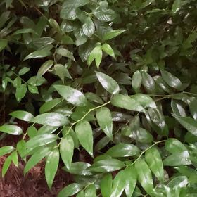 Photo of the plant species Shining Spleenwort by @DecisivePurei named Mollie on Greg, the plant care app