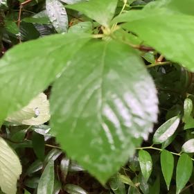 Photo of the plant species Coastal Sweet Pepperbush by @DecisivePurei named Delilah on Greg, the plant care app