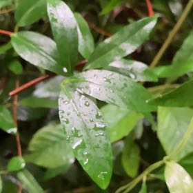 Photo of the plant species Alligatorweed by @DecisivePurei named Miley on Greg, the plant care app