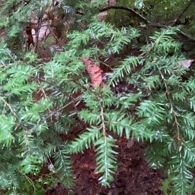 Photo of the plant species Western Hemlock by @DecisivePurei named Terra on Greg, the plant care app