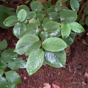 Photo of the plant species Alabama Supplejack by @DecisivePurei named Daphne on Greg, the plant care app