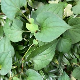 Photo of the plant species Heart Leaf by @DecisivePurei named Zion on Greg, the plant care app