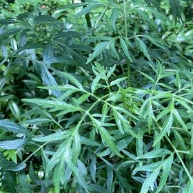 Photo of the plant species Columbia River Wormwood by @DecisivePurei named Marley on Greg, the plant care app