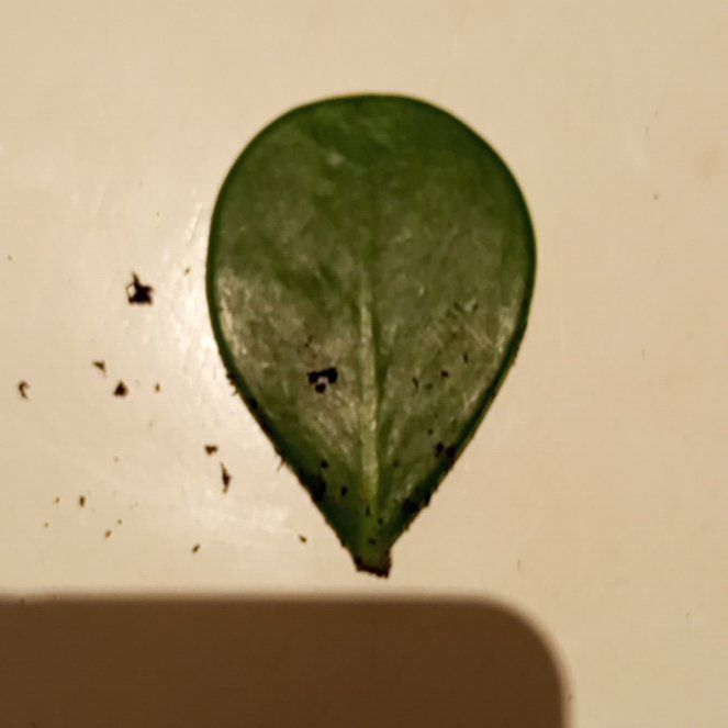 Photo of the plant species Copey Oak by @FunFenorchid95 named Tolkien on Greg, the plant care app