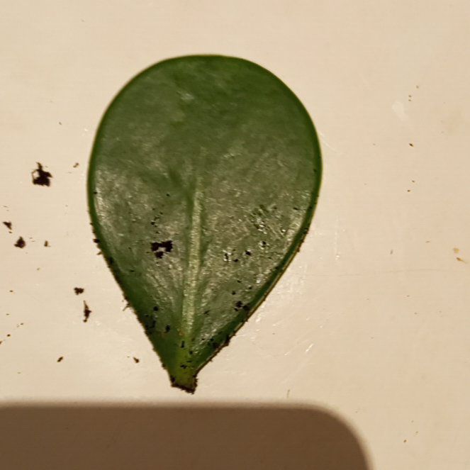 Photo of the plant species Copey Oak by @FunFenorchid95 named ChloroPhil on Greg, the plant care app