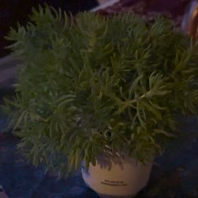 Photo of the plant species Stonecrop 'Lemon Coral' by @FabTricolor42 named Diana on Greg, the plant care app