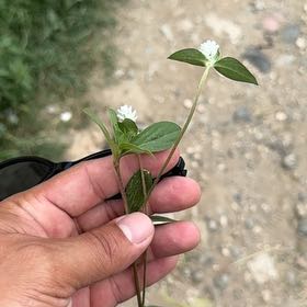Photo of the plant species Bladder Campion by @SuperwomanRye44 named ChloroPhil on Greg, the plant care app