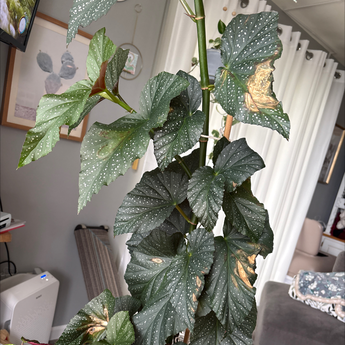 Photo of the plant species Begonia 'Lucerna' by @YesLantana91 named Figyonce on Greg, the plant care app