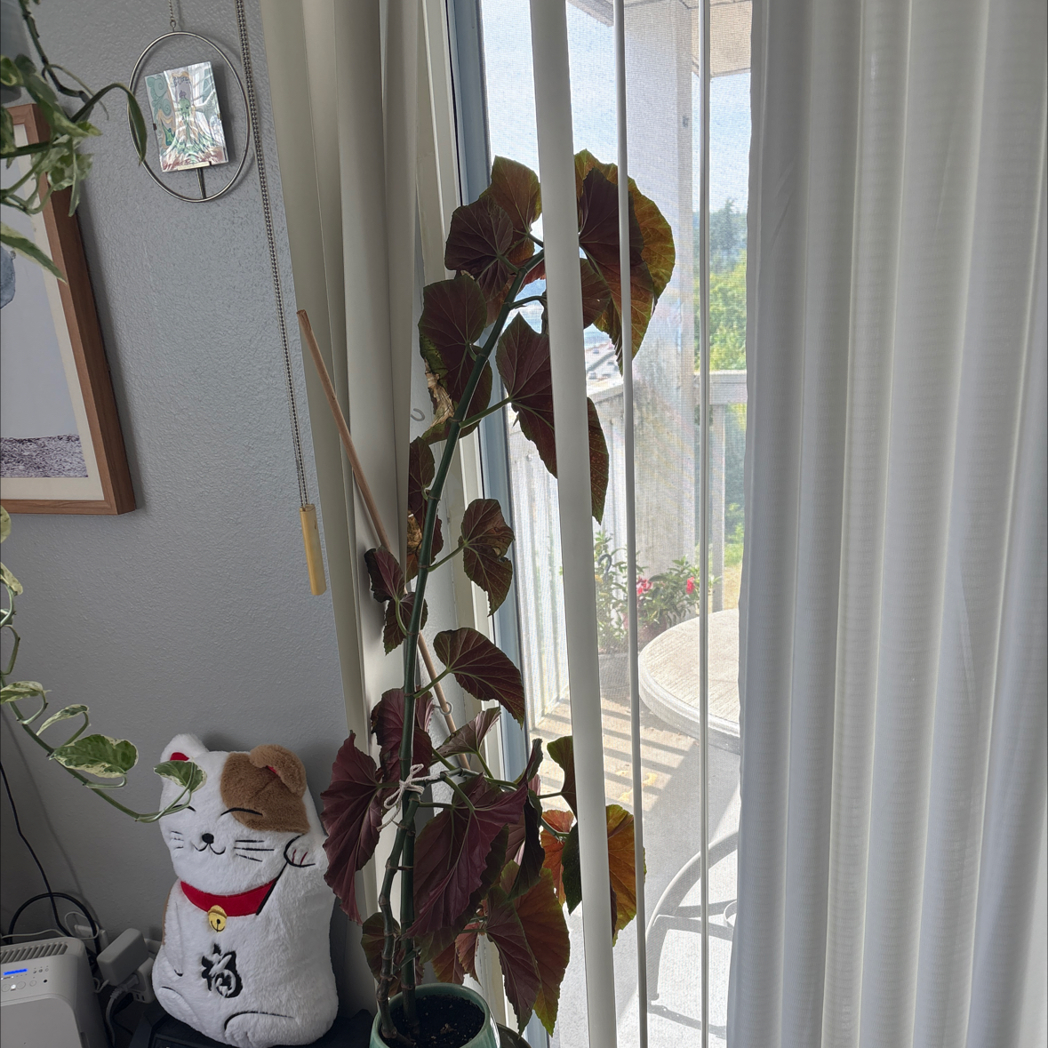 Photo of the plant species Begonia 'Lucerna' by @YesLantana91 named Figyonce on Greg, the plant care app