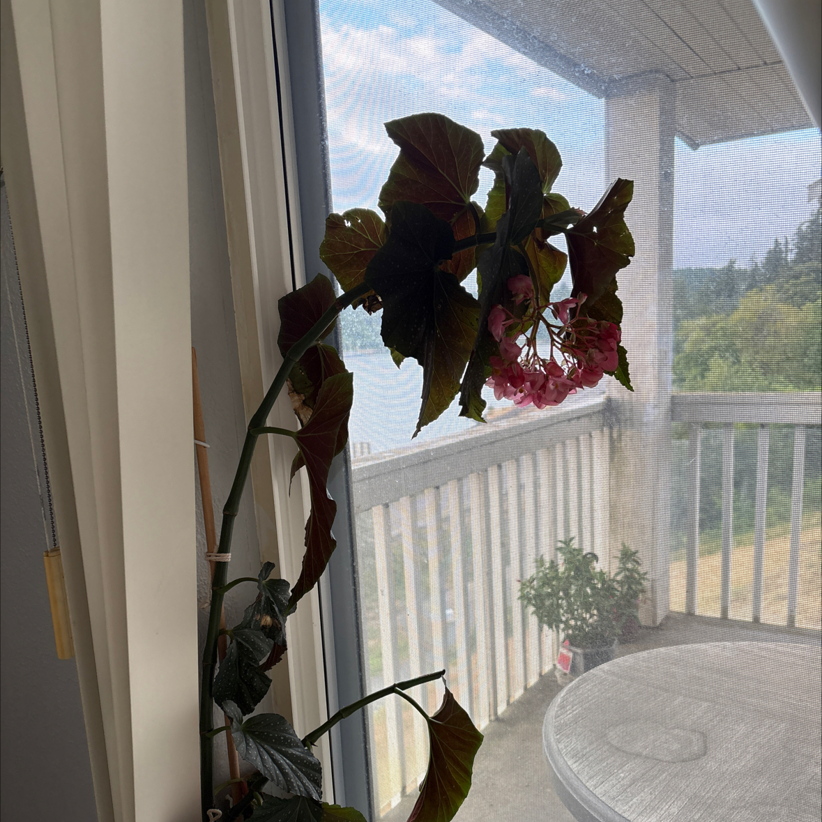 Photo of the plant species Begonia 'Lucerna' by @YesLantana91 named Figyonce on Greg, the plant care app