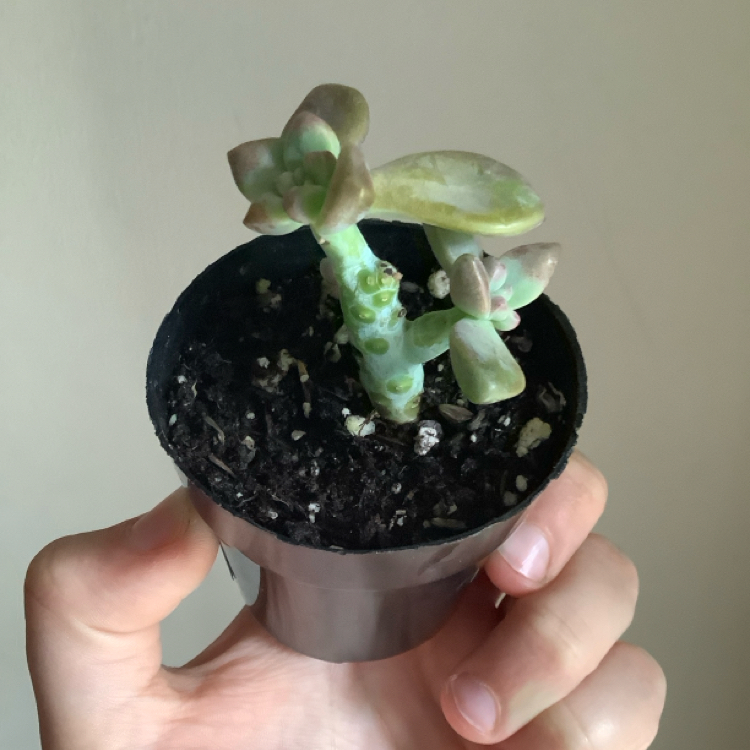 Photo of the plant species Graptosedum Ghosty by @HipRibbonbush34 named Henry on Greg, the plant care app