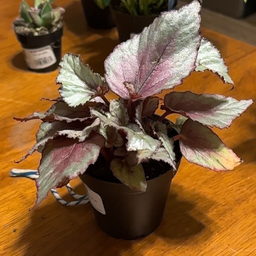Photo of the plant species Painted-leaf Begonia by @gothgardener named Silver begonia on Greg, the plant care app