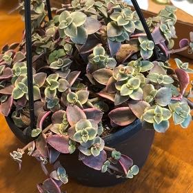 Photo of the plant species Crassula 'Calico Kitten' by @gothgardener named Beckham on Greg, the plant care app