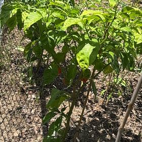 Photo of the plant species Trinidad Moruga Scorpion by @gothgardener named Harper on Greg, the plant care app