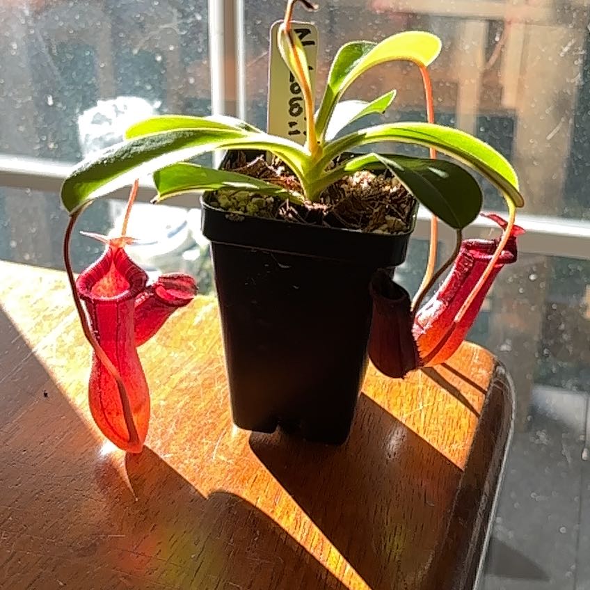 Photo of the plant species Nepenthes lowii x ventricosa 'Red' by @gothgardener named Taylor Swift on Greg, the plant care app