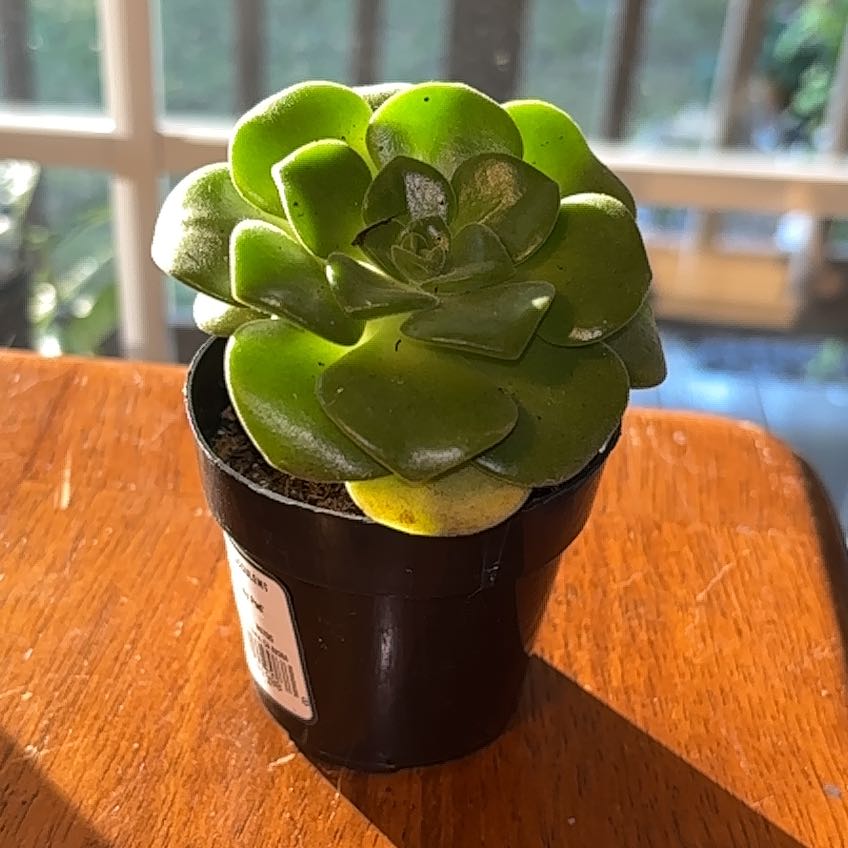 Photo of the plant species Aeonium 'Lily Pad' by @gothgardener named Shakira on Greg, the plant care app