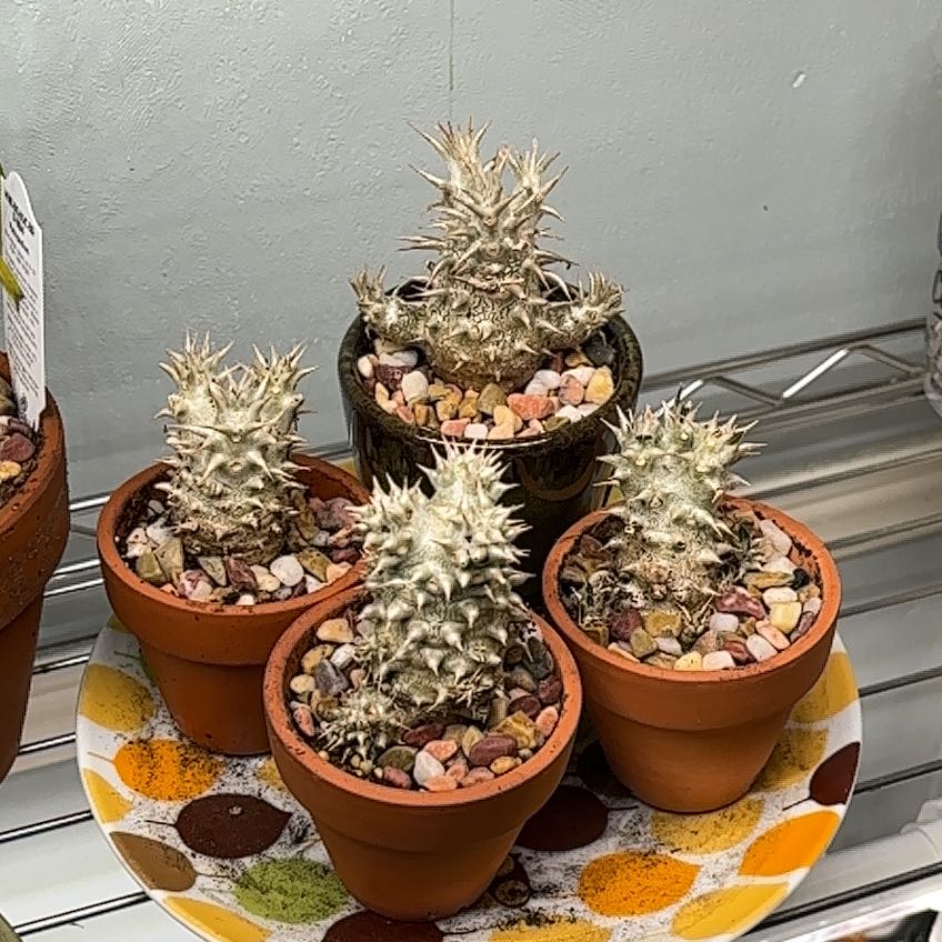 Photo of the plant species Pachypodium densiflorum by @gothgardener named Sir Plancelot on Greg, the plant care app