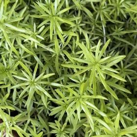 Photo of the plant species Polytrichum formosum by @TopKeylime75 named Miley on Greg, the plant care app