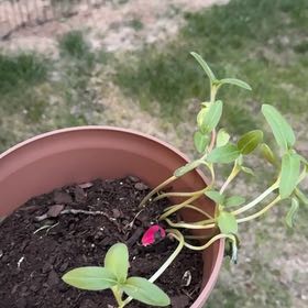 Photo of the plant species Sunflower by @PlayfulRedcap70 named Homer on Greg, the plant care app