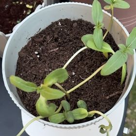 Photo of the plant species Sunflower by @PlayfulRedcap70 named Sproutacus on Greg, the plant care app