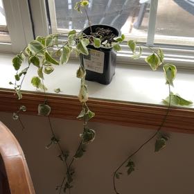 Photo of the plant species vinca vine by @GemBalsam69 named Sigmund on Greg, the plant care app