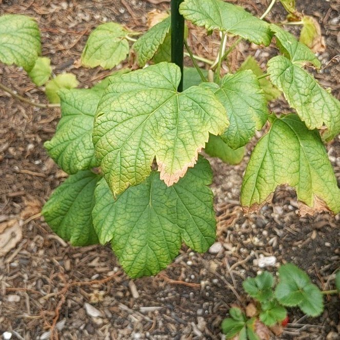 Photo of the plant species Red Currant by @ZippyMira77 named Ulysses S Plant on Greg, the plant care app