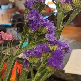 Photo of the plant species Wavyleaf Sea Lavender by @DynamicFittonia named Terra on Greg, the plant care app