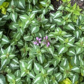 Photo of the plant species Spotted Deadnettle by @DynamicFittonia named Winston on Greg, the plant care app