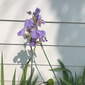 Photo of the plant species Dalmatian Iris by @BoldAlbo94 named Pax on Greg, the plant care app