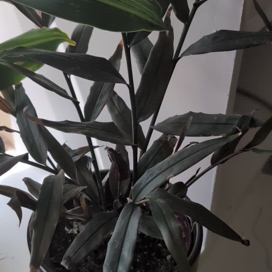 Plant care for Etlingera baculutea on Greg, the plant care app