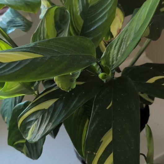 Photo of the plant species calathea by @rotero named Lola on Greg, the plant care app