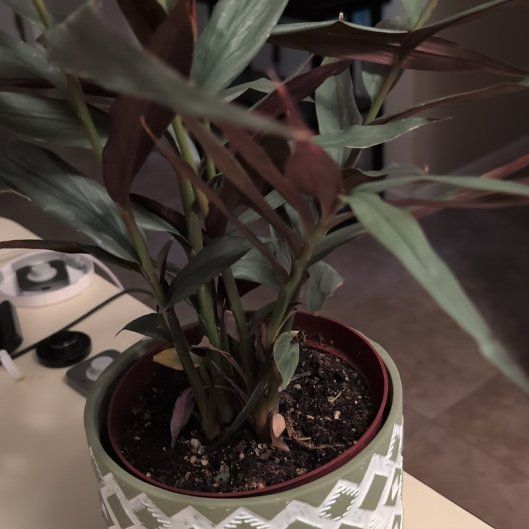 Photo of the plant species Ginger Bamboo by @rotero named Harry on Greg, the plant care app