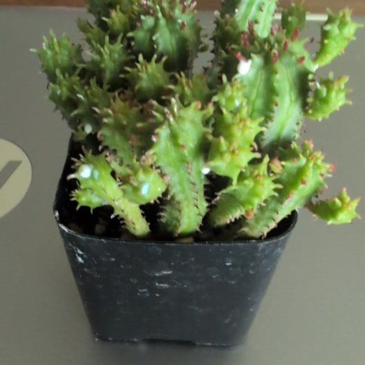 Photo of the plant species Euphorbia monstrose by @rotero named Bella on Greg, the plant care app