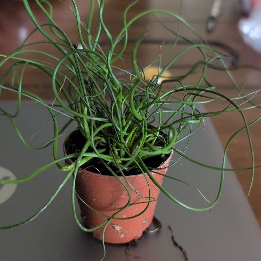 Photo of the plant species Corkscrew Rush by @rotero named Delilah on Greg, the plant care app