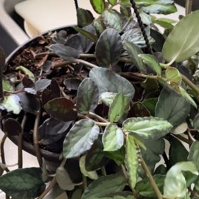 Photo of the plant species Watermelon Begonia by @rotero named Leaf Erickson on Greg, the plant care app