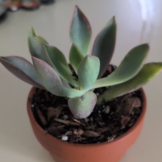 Photo of the plant species Graptoveria 'Fred Ives' by @rotero named Zeus on Greg, the plant care app